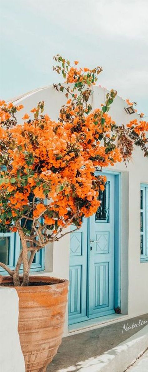 Orange Bougainvillea, Bougainvillea Trellis, Bougainvillea Colors, San Diego Houses, Summer Cottage, French Garden, Bougainvillea, World Of Color, Color Themes