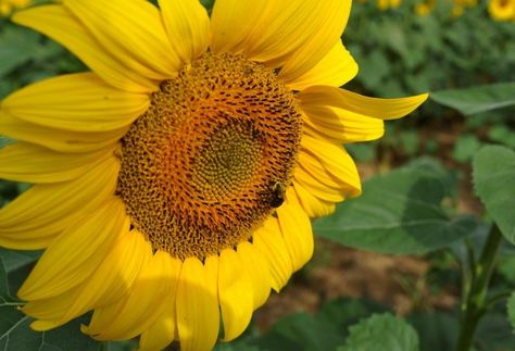 Tours continue at least through mid-to-late September before the black oil sunflowers at Donaldson Farms are harvested for the New Jersey Audubon Society. Sunflower Photography, Black Oil, Sunflower Fields, Photography Session, New Jersey, The Black, Bucket List, Sunflower, Plants