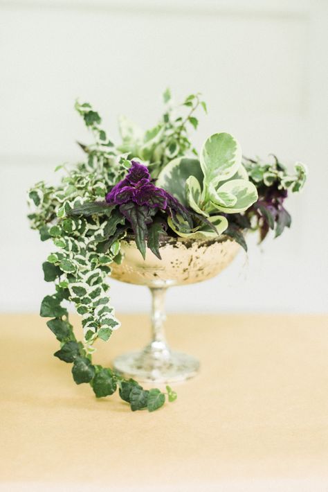 #DIY Living Plant Centerpieces | Photography: Krista A. Jones - www.kristaajones.com  Read More: http://www.stylemepretty.com/2014/06/11/diy-living-plant-centerpieces/ Live Plant Arrangements, Potted Plant Centerpieces, Mansion Garden, Plant Centerpieces, Plant Combos, Event Centerpieces, Garden Event, Coast House, Tattoo Plant