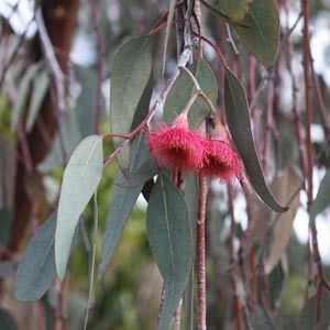 Small Eucalypts or 'Gum Trees' for landscaping and garden make excellent specimens and well as providing much needed shade. Flowers For Landscaping, Eucalyptus Caesia, Flowering Gum, Gum Trees, Bush Garden, Tree Tattoo Small, Australian Trees, Outdoor Bbq Area, Australian Natives