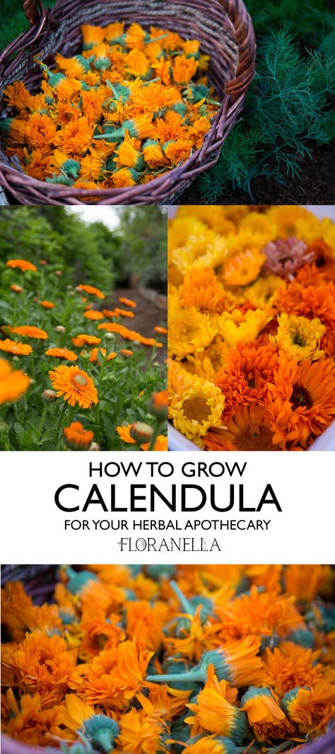 How to Grow Calendula, Harvest, Dry, Use It, and Save Its Seeds — Floranella Medicinal Wild Plants, Medicine Garden, Saving Seeds, Herbal Tea Garden, Serenity Garden, Herbal Medicine Recipes, Starting Seeds, Herb Garden In Kitchen, Medical Herbs