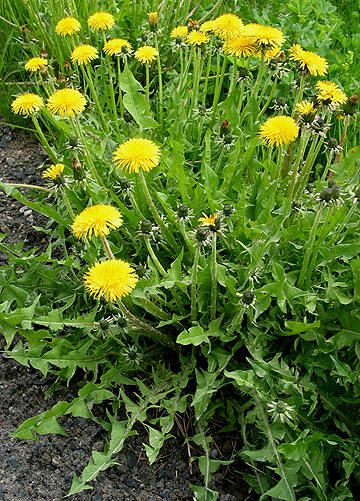 LØVETANN - Taraxacum officinale Seed Dispersal, Taraxacum Officinale, Plant List, Plant Species, Medicinal Plants, Herb Garden, Love Flowers, Horticulture, Vintage Illustration