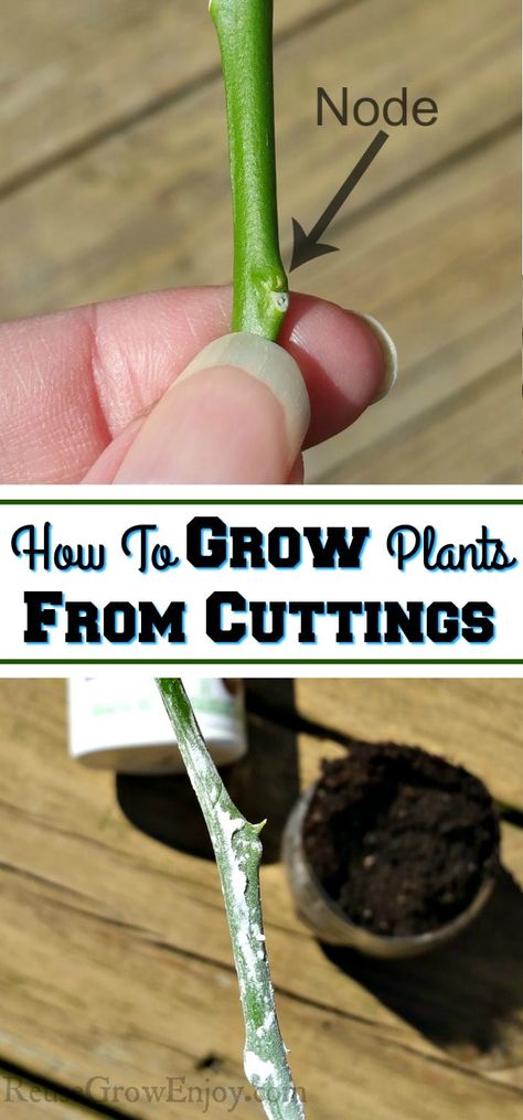 Wanting to try growing plants this year from your own cuttings? Check out these tips on how to grow plants from cuttings! Plants From Cuttings, How To Grow Plants, Propagate Plants, Low Maintenance Indoor Plants, Garden Goals, Homesteading Ideas, Garden Remedies, Grow Vegetables, Plant Propagation