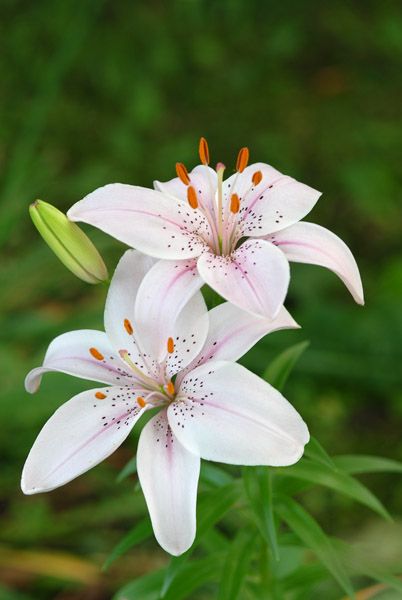 Lilly by  © Jon R. Vermilye. A flower like this would look nice in a hair piece Lilly Flower, Flowers Wallpaper, White Lilies, Lily Flower, Exotic Flowers, Flowers Nature, Flower Photos, Flower Pictures, Love Flowers