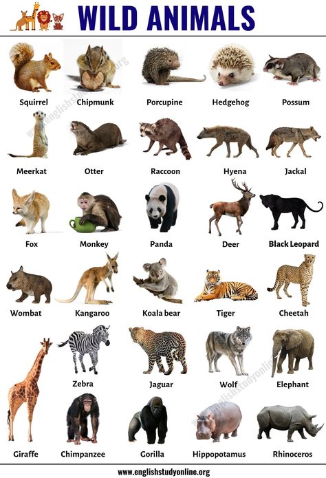 Wild Animals: List of 30+ Popular Names of Wild Animals in English - English Study Online Animals Name With Picture, Animals Name List, Animal Chart, Wild Animals List, Animals List, Animals Name In English, Learning English For Kids, Wild Animals Pictures, List Of Animals