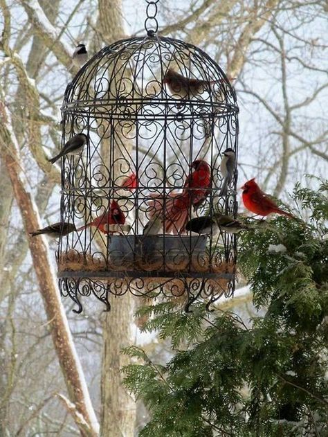 7 Pretty and Simple Balcony Ceiling Ideas Bird Feeding Station, Bird Cage Decor, Diy Bird Feeder, Diy Birds, Have Inspiration, Humming Bird Feeders, Bird Cages, Backyard Birds, Bird Garden