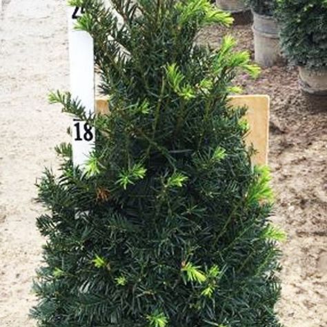 Japanese Yew, Yew Shrub, Outdoor Shrubs, Low Maintenance Shrubs, Bushes And Shrubs, Backyard Plan, Gardening Planting, Foundation Planting, House Farm