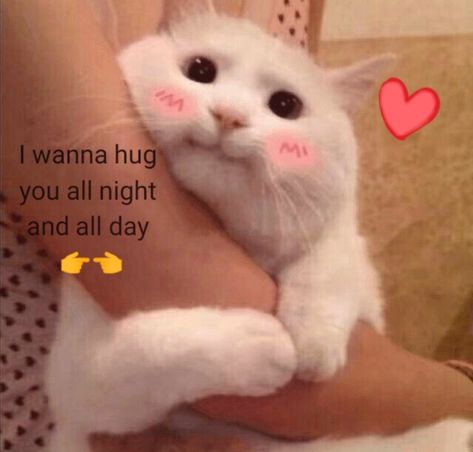 This Could Be Us Wholesome, Cute Wholesome Pictures, Goodnight Wholesome, Love Memes Cute, Wholesome Couple Aesthetic, Cat Memes Love, Wholesome Messages, Hug Aesthetic, Cute Couple Memes