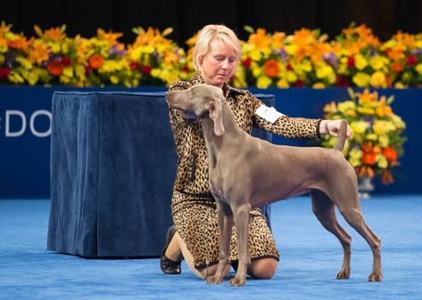 Dog Show Suits Women, Dog Show Outfits Women, Fashion Rules, Dog Show, The National, Suits For Women, A Dog, The Fashion, Dress To Impress