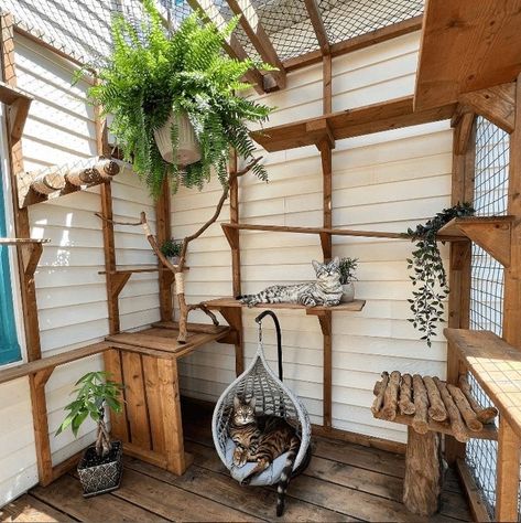 Cat House Ideas, Kat Diy, Cat Patio, Outdoor Cat Enclosure, Cat Run, Cat House Diy, Outdoor Cat House, Cat Playground, Cat Enclosure