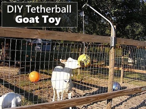 DIY Tetherball Goat Toy - hours of head butting fun.. #goats #homestead #homesteading Tether Ball, Goat Playground, Goat Toys, Keeping Goats, Goat Pen, Tetherball, Goat Shelter, Goat House, Pen Ideas