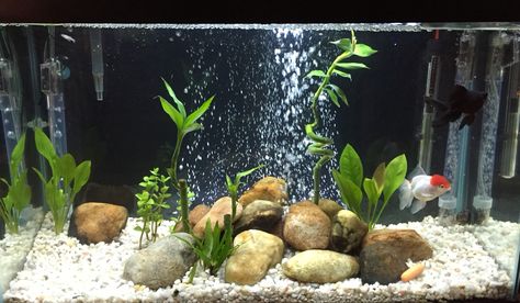 30 gallon aquarium setup for two fancy goldfish - Black Moor and Red Cap Oranda. Real rocks from a stream, and live plants. Natural, peaceful, zen. Fish Tank Gravel, Goldfish Aquarium, Fish Aquarium Decorations, Fish Tank Themes, Fancy Goldfish, Goldfish Tank, Cool Fish Tanks, Fish Tank Design, Aquarium Gravel