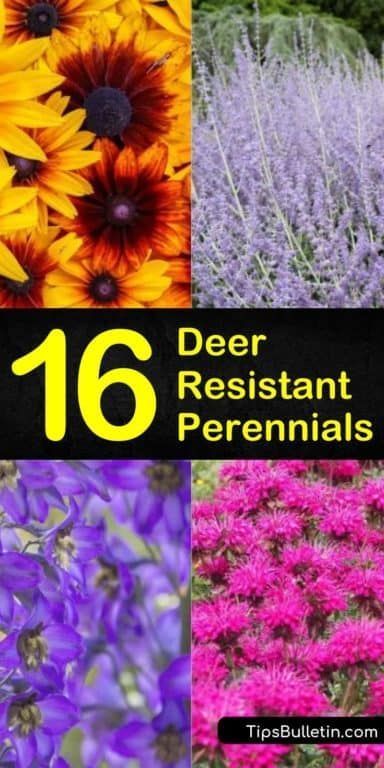 Drought Resistant Perennials, Deer Resistant Ornamental Grasses, Deer Resistant Garden Plans, Partial Shade Perennials, Deer Resistant Landscaping, Perennial Garden Ideas, Part Shade Perennials, Austin Garden, Deer Resistant Flowers