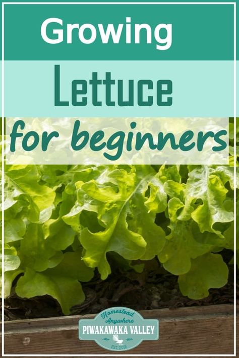 Grow Lettuce, Gemüseanbau In Kübeln, Plants For Beginners, Vegetable Plants, Growing Lettuce, Gardening Vegetables, Organic Vegetable Garden, Gardening Flowers, Container Gardening Vegetables