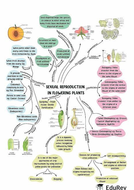 Reproduction In Flowering Plants Notes, Biology Class 12, Neet Notes, Learn Biology, Chemistry Study Guide, Biology Revision, Plant Notes, Notes Study, Seed Dispersal