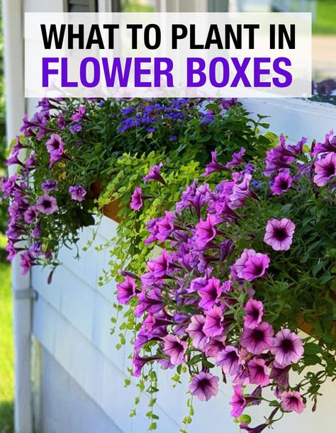 Flower Boxes Outside Front Porches, How To Plant In Planter Boxes, Best Flowers For Flower Boxes, Flower Box Planter Ideas, Window Box Planters Ideas, Small Window Box Flowers, Planter Box Ideas Flowers, Window Planter Boxes Diy, Cascading Flowers For Planters