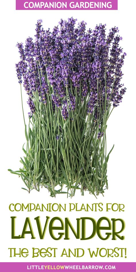 Lavender Container Garden, Lavender Companion Planting, Chives Companion Planting, Catmint Companion Plants, Lavendar Planting Landscaping, Flower Companion Planting, Lavender Landscaping, Companion Planting Herbs, Small Indoor Garden