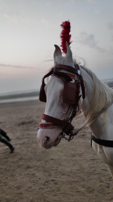 Jampore beach, Daman, India Daman Beach, Pics Ideas, Bradley Mountain, Horses, India, Photography, Quick Saves