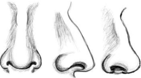 Drawing Draw Noses, Art Handouts, Nose Drawing, Homeschool Art, Art Instructions, Art How, The Nose, Drawing Lessons, Irises