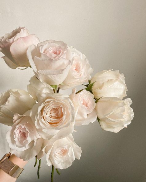 Rose Gold Flowers Aesthetic, White Roses Aesthetic, Flower Profile, Blush Pink Aesthetic, Soft Pink Roses, Soft Pink Flowers, Soft Flowers, Rose Aesthetic, White And Pink Roses