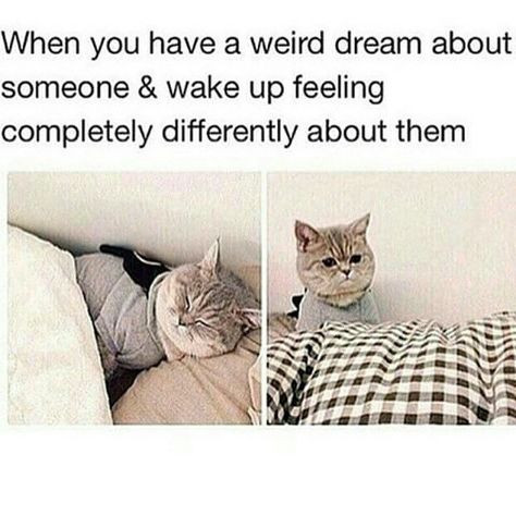 Have you ever had a weird dream about someone? #tibromedical #sleep #sleepapnea Memes Lol, Weird Dreams, Humor Grafico, Funny Pins, Bones Funny, Funny Posts, Funny Cute, Cat Memes, A Cat