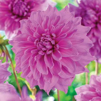 Planting Dahlias, American Meadows, Perennial Bulbs, Beautiful Flowers Garden, Spring Bulbs, Tall Plants, Dahlia Flower, Bulb Flowers, Planting Bulbs