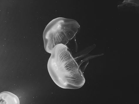 Jellyfish Grey Jellyfish, Jellyfish Icon, Black Jellyfish, Jellyfish Aesthetic, Widget Ideas, Jellyfish, Fish Pet, Jelly, Collage