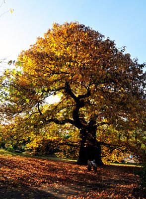 Chestnut Tree Illustration, American Chestnut Tree, Viking Painting, Chesnut Tree, Harvest Tree, Sweet Chestnut Tree, Draw Trees, Live Earth, Chestnut Tree