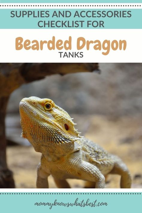 Bearded Dragon Terrarium, Pet Playpens, Bearded Dragon Habitat, Bearded Dragon Tank, Bearded Dragon Care, Bone Diseases, Pet Dragon, Ideas Family, Bearded Dragon