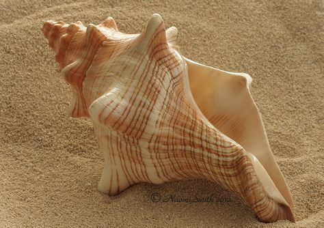 Florida Horse Conch Florida Horse Conch, Horse Conch Shell, Beach Finds, Ocean Treasures, Shell Collection, Shell Beach, Sea Food, Beach Scene, Conch Shell