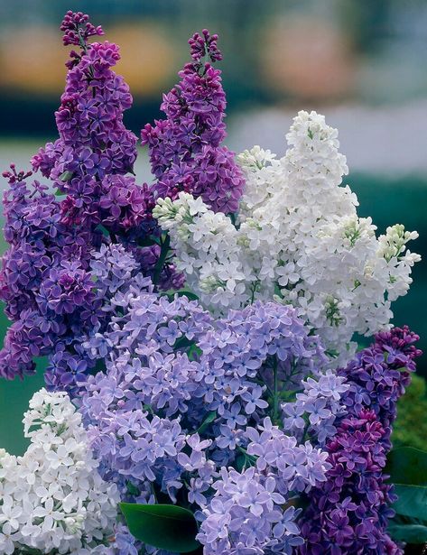 Syringa vulgaris | common lilac Shrubs/RHS Common Lilac, Summer Names, Hampton Court Palace Gardens, Lilac Bush, Syringa Vulgaris, Palace Garden, Blue And Purple Flowers, Oc Inspo, Garden Types