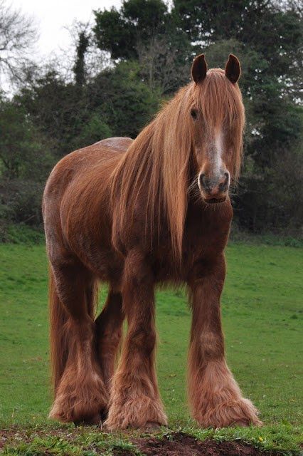 Red Shire Horse. Bigger than Clydesdales. Man..What a Horse..Beautiful. Horse Beautiful, Red Chestnut, Shire Horse, Big Horses, Wooly Mammoth, Devon England, Majestic Horse, Lovely Creatures, Brown Horse