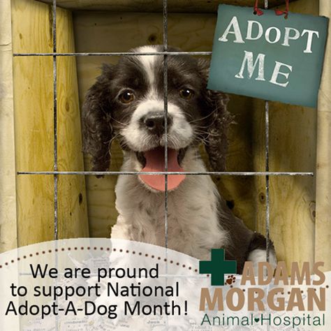 Adams Morgan Animal Hospital is proud to support National #AdoptADog Month! Get all the information at www.americanhumane.org Adopt Me, Puppy Mills, Rescue Dogs, Mambo, Shelter Dogs, Wild Life, A Sign, Mans Best Friend, Animal Shelter