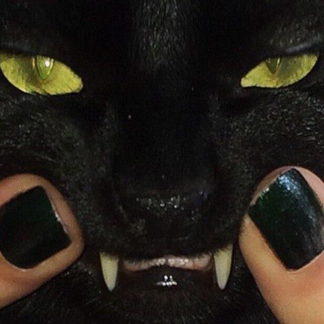 Teefs Wow Photo, Catty Noir, A Black Cat, Cat Aesthetic, Grunge Aesthetic, 귀여운 동물, Black Aesthetic, Dark Aesthetic, Boston Terrier