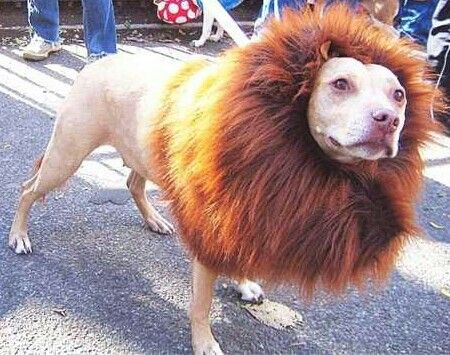 Pitbull 'lion' Funny Pet Costumes, Dog Costumes Funny, Hair Of The Dog, Lion Costume, Dog Haircuts, Lion Dog, Pet Halloween Costumes, Like A Lion, Dog Halloween Costumes