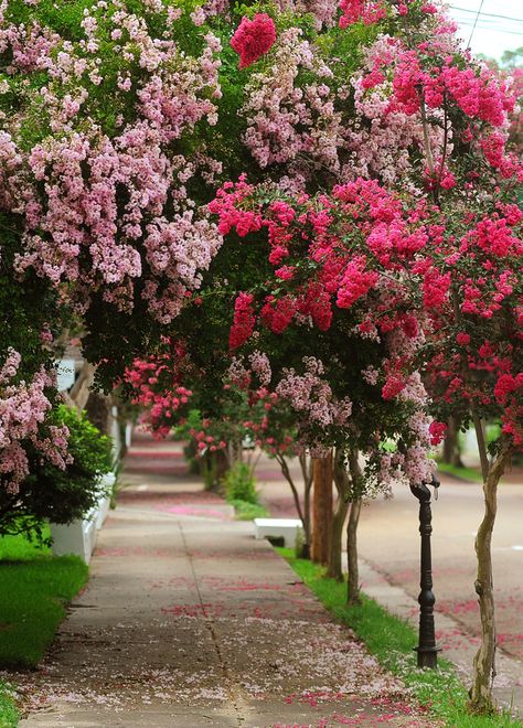 Acoma Crepe Myrtle, Crepe Myrtle Driveway, Cape Myrtle Tree, Crepe Myrtle Front Yard, Crete Myrtle Tree, Crepe Myrtle Hedge, How To Propagate Crepe Myrtle, Myrtle Trees Landscaping, Red Crepe Myrtle Trees