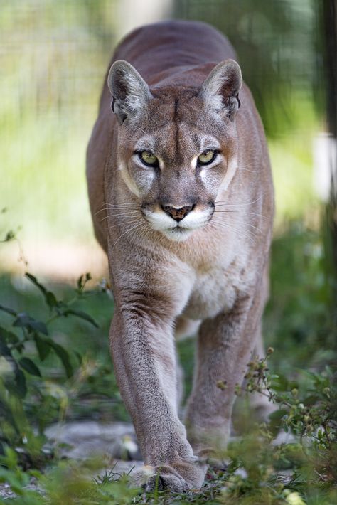 This puma (I think a big female) was also at the small zoo. Here she was walking towards me. Puma Aesthetic, Puma Wallpaper, Puma Animal, Big Cats Photography, Mountain Lions, Cat Species, Nature Tour, Puma Cat, Mountain Lion