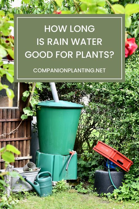 Over the last couple of years, collecting rain water has become a highly popular method of watering plants. Rain water harvesting, which refers to both collecting and storing rain water, is an easy, convenient, environment-friendly, and sustainable gardening practice. However, an issue that concerns many homeowners is how long is rain water good for plants. Below, I’ll explore if there are limits to how long you can store rain water before it becomes harmful to plants. Collecting Rain Water For Plants, Water Harvesting Ideas Projects, How To Keep Rain Barrel Water Clean, How To Catch Rain Water, How To Harvest Rain Water, Collect Rain Water For Garden, Catching Rain Water Ideas, Water Collection System Diy Rain Barrels, How To Collect Rain Water