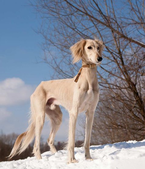 Saluki Dogs, Unique Dog Breeds, Dog Information, Pretty Dogs, Pretty Animals, The Middle Ages, Dog Images, Old Dogs, Canine Companions