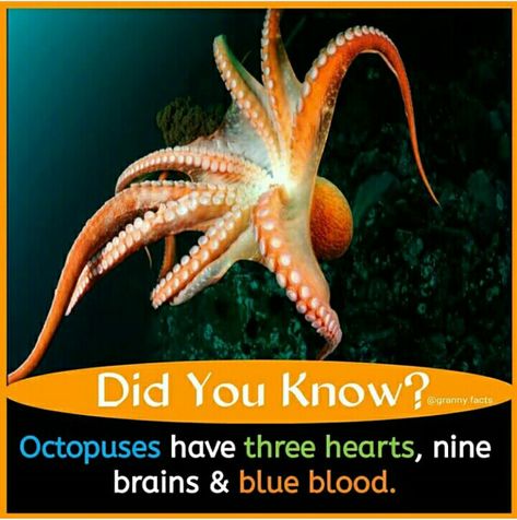 Facts About World, Science Facts Mind Blown, About Brain, Psychological Facts Interesting, Fun Facts About Life, Interesting Science Facts, Unique Facts, Biology Facts, Brain Facts