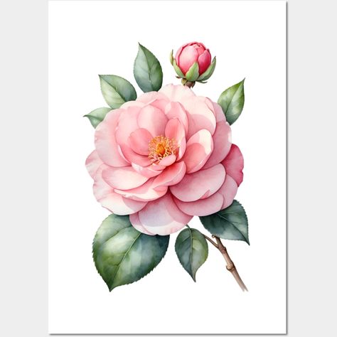 Camellia flower watercolor painting. Camellia flowers are popular in Chinese culture. -- Choose from our vast selection of art prints and posters to match with your desired size to make the perfect print or poster. Pick your favorite: Movies, TV Shows, Art, and so much more! Available in mini, small, medium, large, and extra-large depending on the design. For men, women, and children. Perfect for decoration. Camellia Flower Painting, Camelia Painting, Camellia Flower Tattoo, Camellia Watercolor, Camellia Painting, Camelia Flower, Camellia Flowers, Camellia Flower, Flower Watercolor