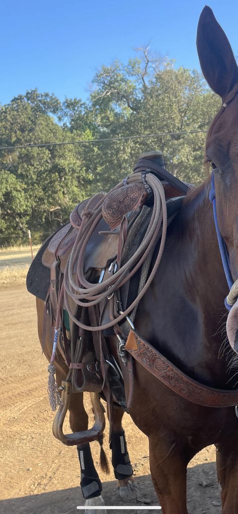 Iconoclast Hind Orthopedic Support Boots Patented Double Sling StrapsUnparalleled Lateral SupportEvenly Distributed Support to Suspensory BranchesLifts and Cradles the Equine LegReduce Joint Interference and Restriction #iconoclastboots #iconoclast #teamroping #westernriding #quaterhorses Western Horse Riding, Team Roper, Team Roping, Western Riding, After Running, Western Horse, Horse Riding, Boots Black, Wool Felt