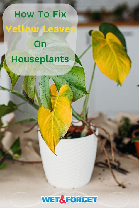 Have you started to see yellow leaves on your houseplant? Easily fix it with our insightful guide! Yellow Leaves On Plants, Plant Leaves Turning Brown, Raising Chicks, The Riddle, Growing Plants Indoors, Plant Information, House Plants Decor, Indoor Gardening, Interior Garden