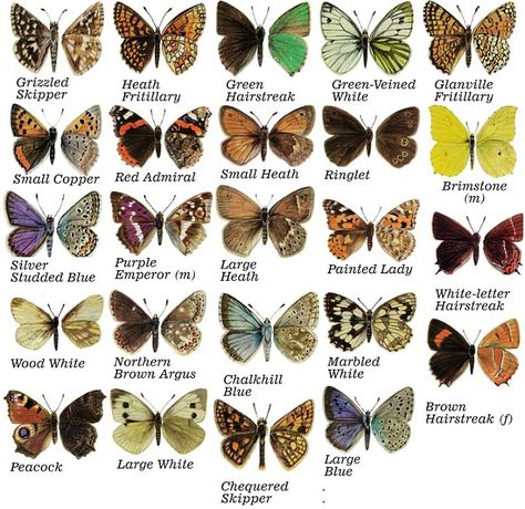 British Butterflies Butterfly Identification, Color Palette From Image, Live And Let Live, Butterfly Species, Science Illustration, Garden Insects, Butterfly Poster, Butterfly Kids, Cabbages