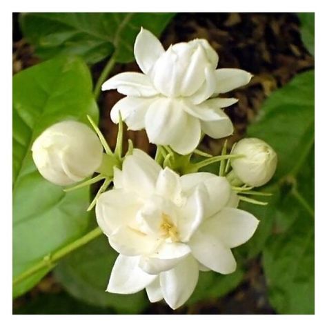 Indian Jasmine, Flowers For Mom, Jasmine Plant, Jasmine Flowers, Flora Flowers, Indian Flowers, Blossom Garden, Jasmine Flower, Moon Garden