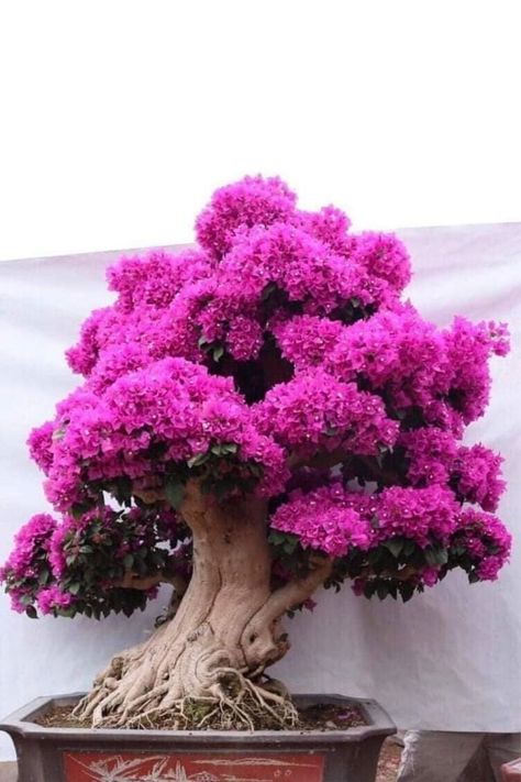 Bougainvillea by Lorna Toledo Bougainvillea Tree, Bougainvillea Bonsai, Flowering Bonsai Tree, Gardening Design Diy, Japanese Bonsai Tree, Bonsai Forest, Bonsai Tree Types, Bonsai Tree Care, Plantas Bonsai