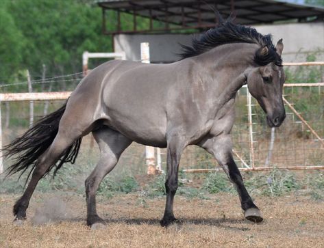 Kiger Mustang, Grulla Horse, Gray Horse, Horse Markings, Horse Facts, Horse Running, Horse Reference, Mustang Horse, Horse Inspiration