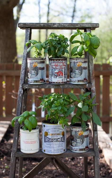 Wow!  This is a clever idea.  Instead of throwing away coffee cans, you can always use it as a flower pot!  It gives your garden a nice and pretty design and also lets you save money!  One of my favorite gardening ideas. Balcony Herb Gardens, Kebun Herbal, Taman Diy, Recycled Tin Cans, Jardim Diy, Old Ladder, Upcycle Garden, Recycled Tin, Herb Planters