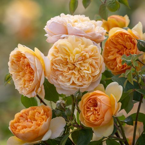 Roses For Shade, Trachelospermum Jasminoides, Bouquet Champetre, David Austin Rose, Rose Delivery, Austin Rose, Rose Care, Shrub Roses, Jaune Orange