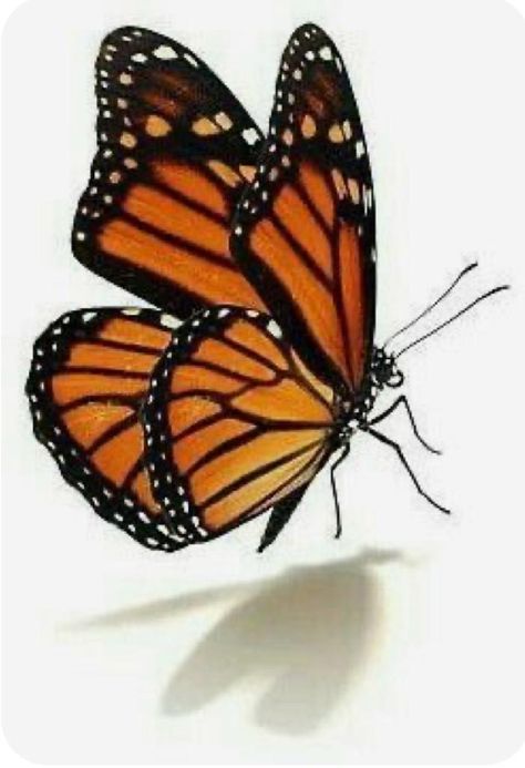 Ideas For Acrylic Painting, Acrylic Painting Projects, Diy Gifts For Best Friend, Monarch Butterflies Photography, Monarch Butterflies Art, Universe Painting, Butterfly Metamorphosis, Homemade Birthday Gifts, Beautiful Butterfly Pictures